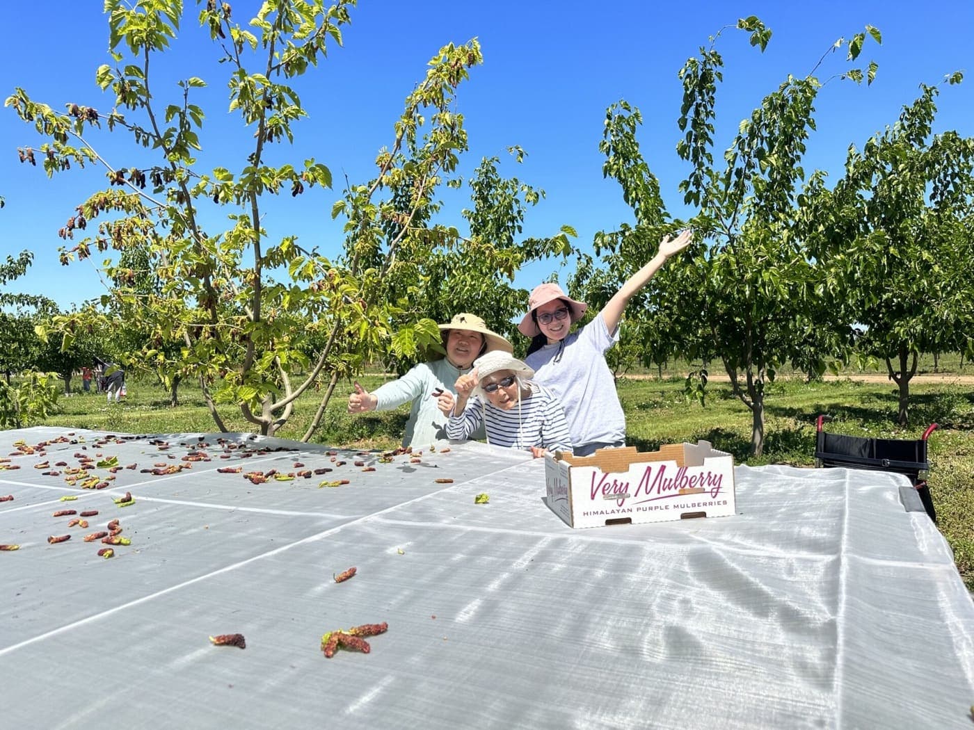 Tres mujeres hacen señal de aprobación y saludan detrás de una lona para recoger moras, sosteniendo una caja de Very Mulberry
