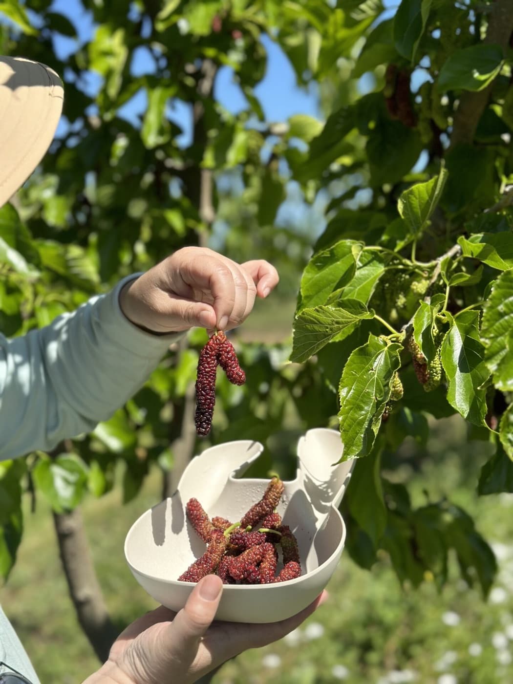 Una mujer con sombrero de ala ancha recoge un racimo de moras y lo deja caer en un tazón sostenido debajo