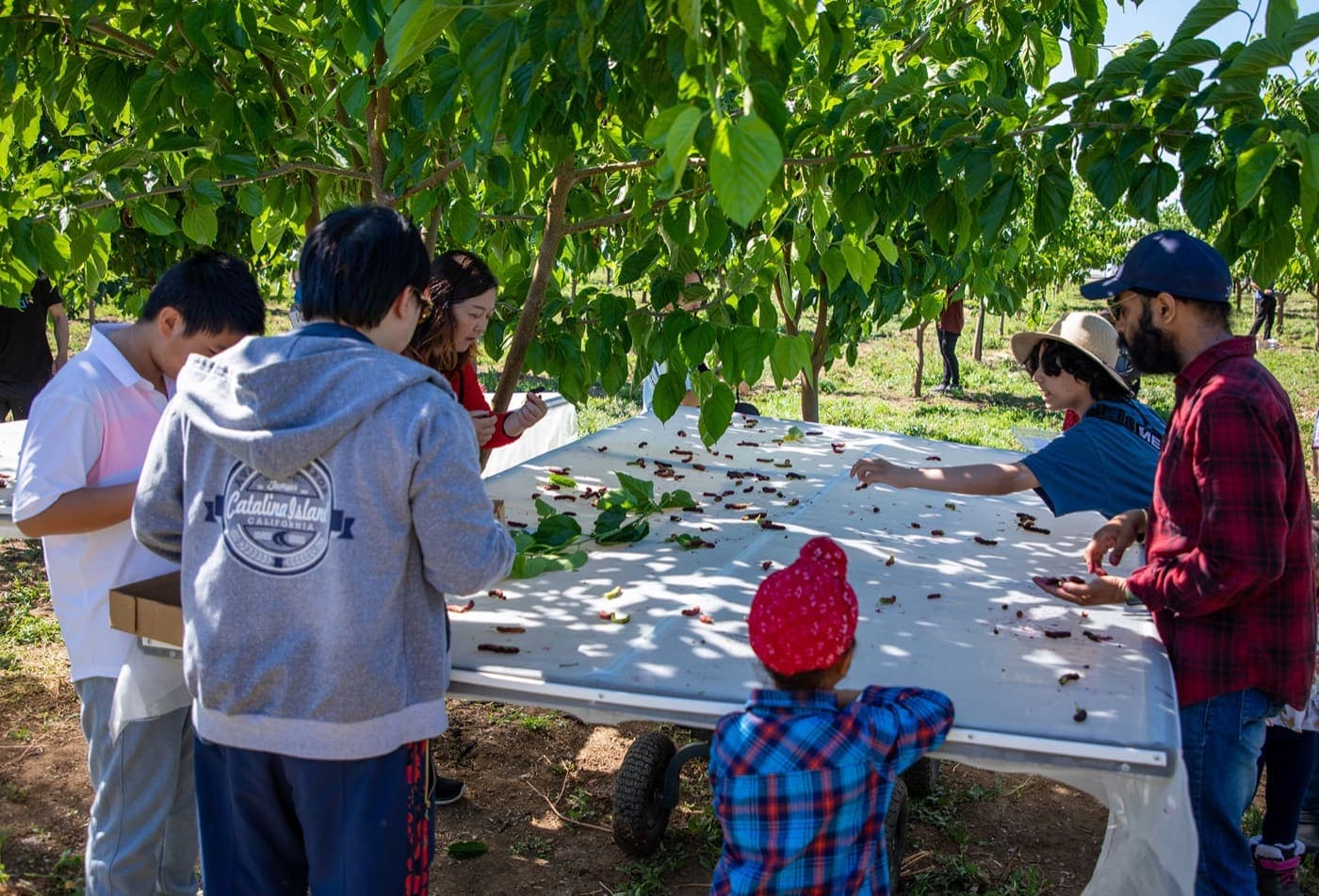 Un grupo multigeneracional recoge moras caídas sobre una lona rodante, con un niño de gorro rojo entre ellos