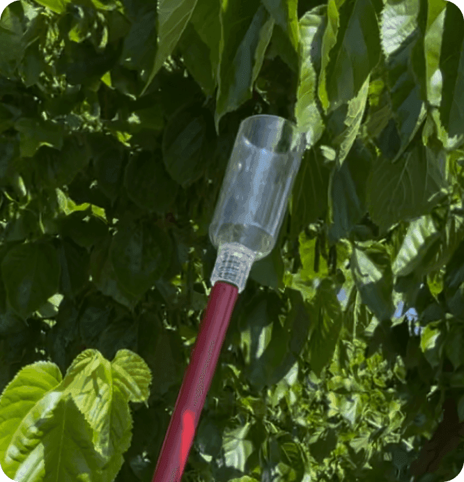 Paso 1: colocando el recolector vacío bajo las ramas frondosas del morero