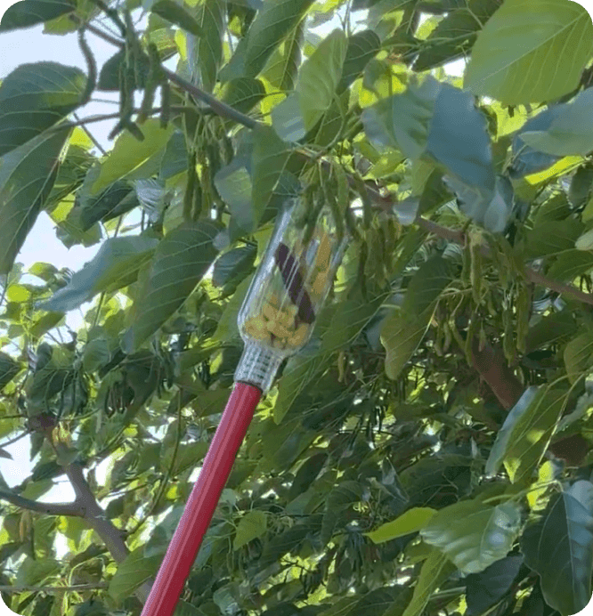 Paso 3: jalando un racimo de moras hacia el recolector, que ya contiene algunas moras