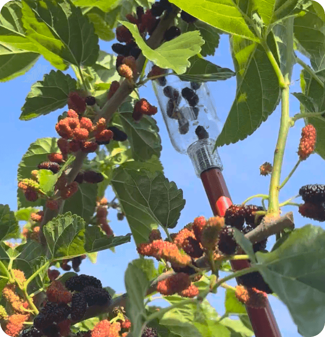 Paso 5: continuando la cosecha de moras maduras con el recolector lleno