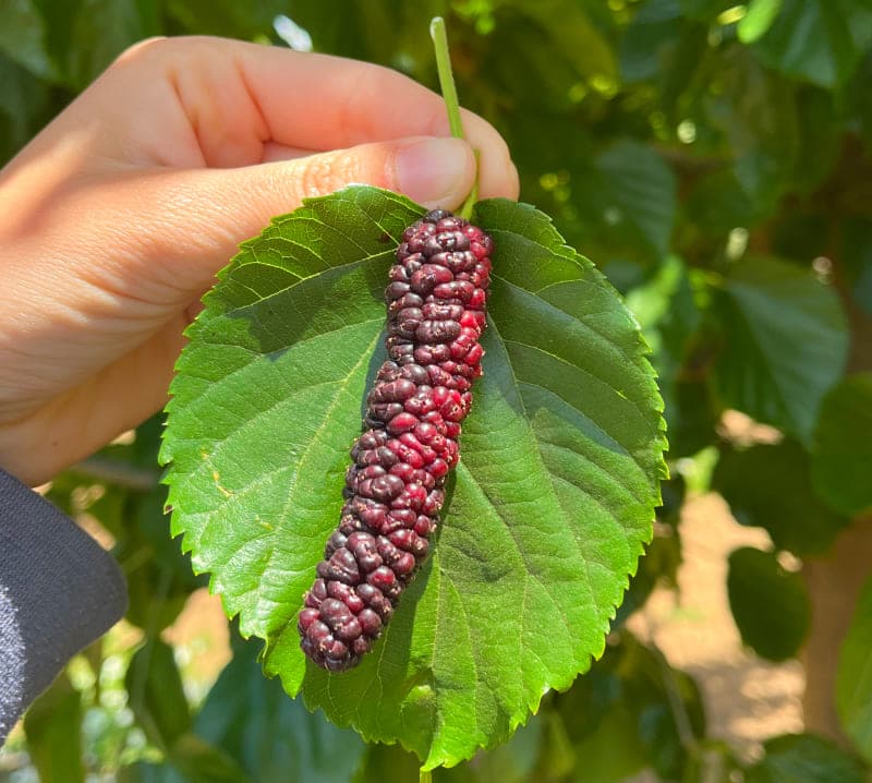 A hand holding a single Himalayan mulberry on a leaf at Very Mulberry farm, Brentwood, CA