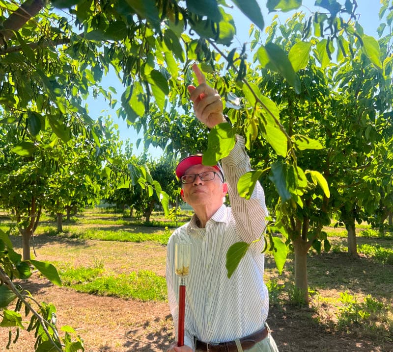 An older man reaching into a mulberry tree with a picking tool at Very Mulberry farm, Brentwood, CA