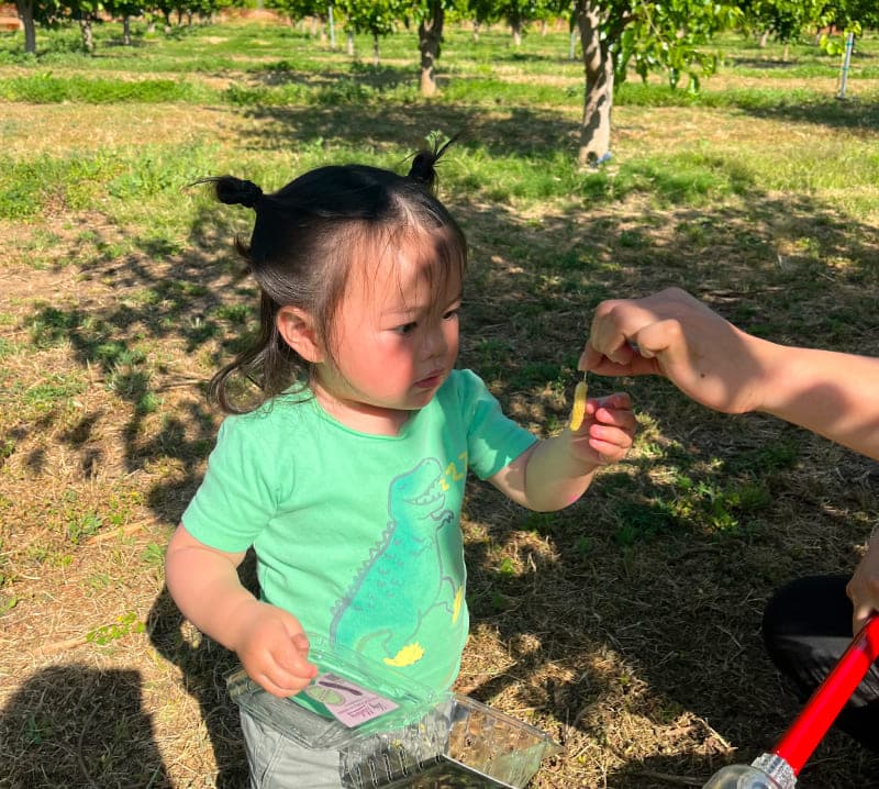 A toddler reaching for a mulberry offered by an adult's hand in the orchard at Very Mulberry farm, Brentwood, CA