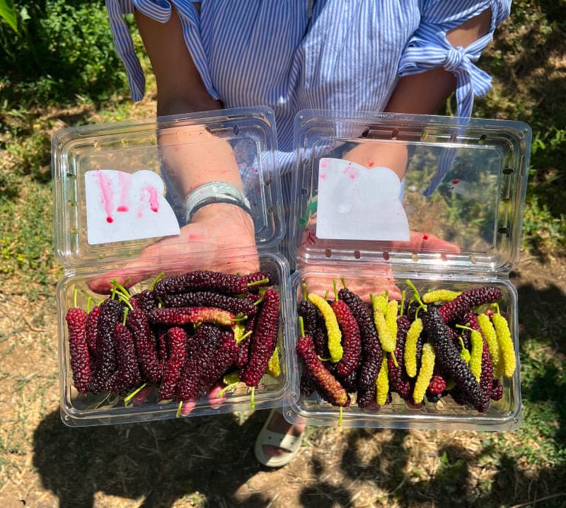Hands holding two clamshells of freshly picked dark and golden mulberries at Very Mulberry farm, Brentwood, CA