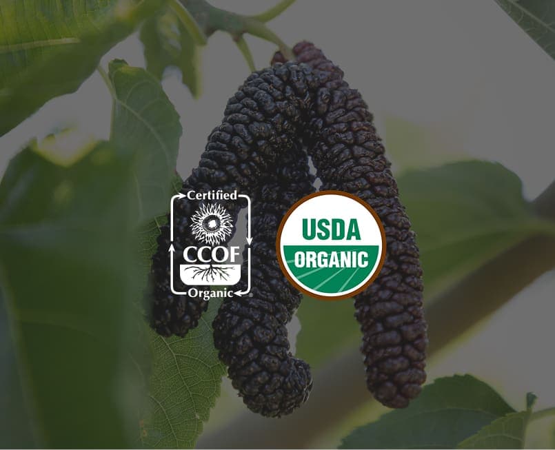 CCOF Certified Organic and USDA Organic seals over ripe Himalayan mulberries on the tree, Brentwood, CA