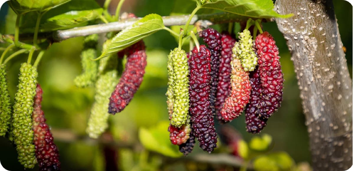 Primer plano de moras maduras en tonos verde, rojo y morado intenso colgando del árbol