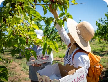 Visitantes sosteniendo cajas de Very Mulberry mientras recogen moras maduras de la copa del árbol