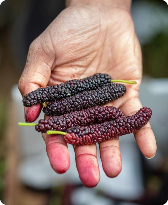Una mano sosteniendo moras del Himalaya recién cosechadas, con los dedos manchados de morado por el jugo